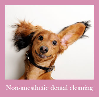 We Offer Non-Anesthetic Dental Cleanings